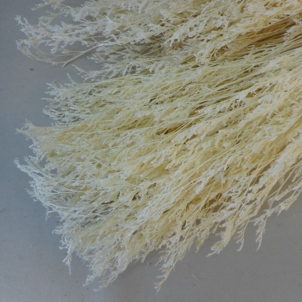 Dried Statice Dumosa Bleached 75cm Dried and Preserved Flowers and